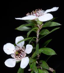 Image: P.B. Heenan © Landcare Research 2014 